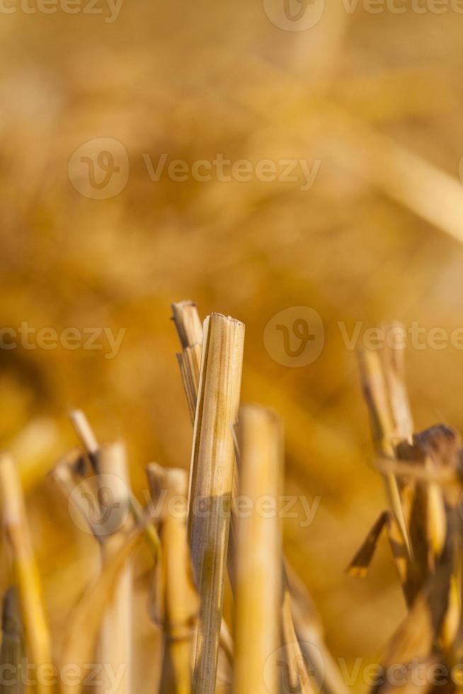 straw after harvest photo