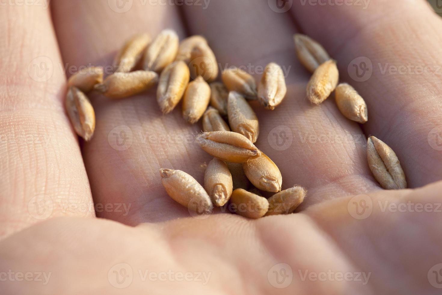 Wheat in hand photo