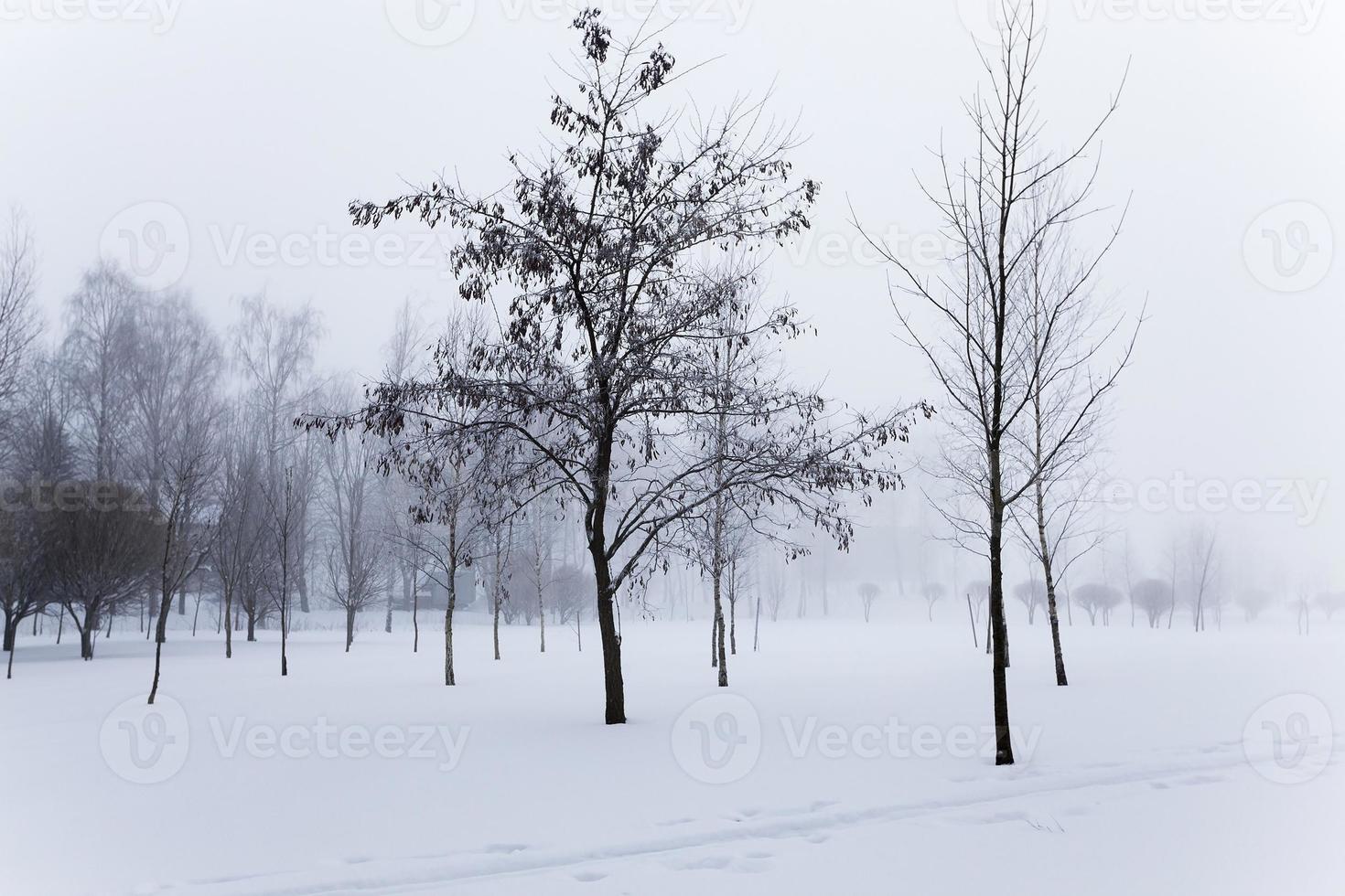 árboles en invierno foto