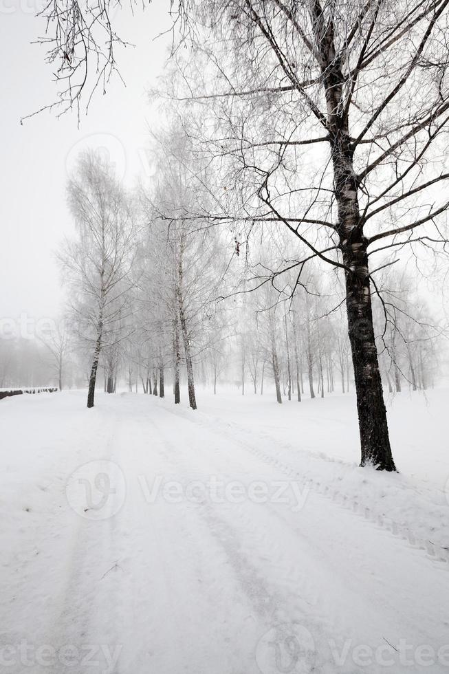 winter road ,  track. photo