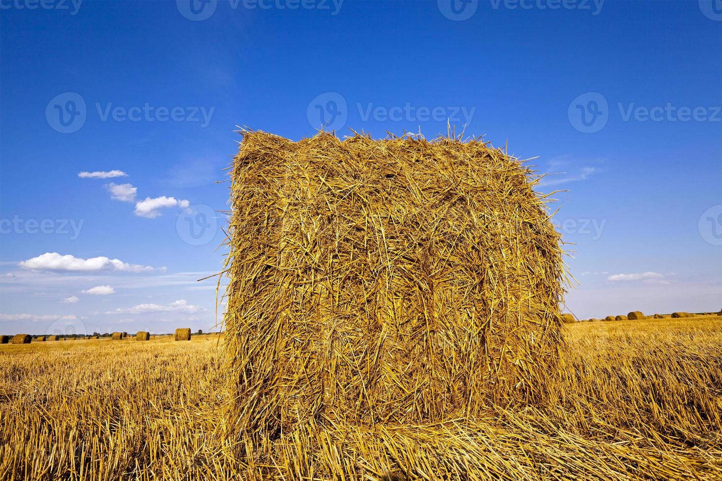 agricultural field close up photo