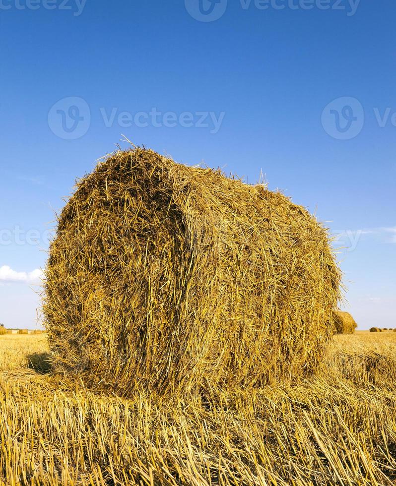 agricultural field close up photo