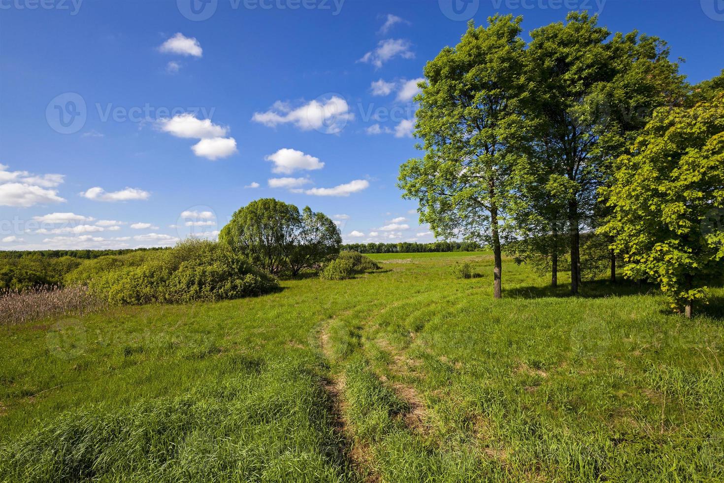 rural road and trees photo