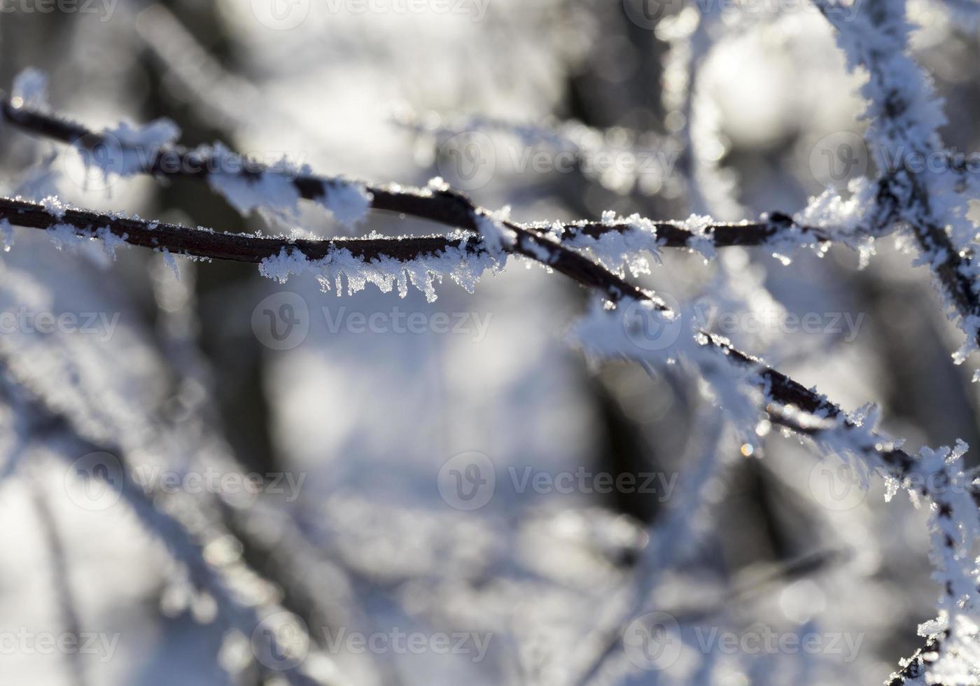 Winter time of the year photo