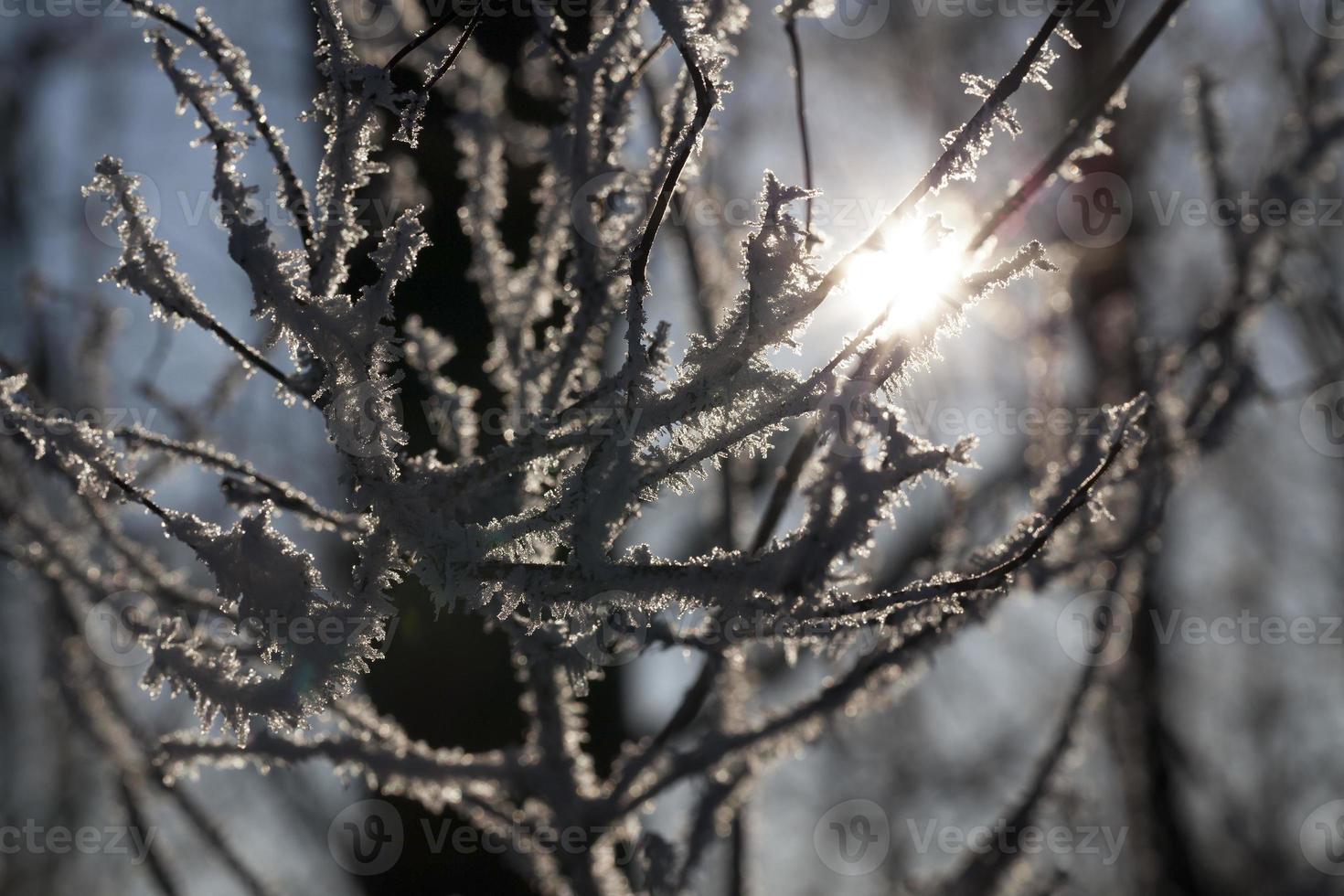 Frost on the branches of a tree photo