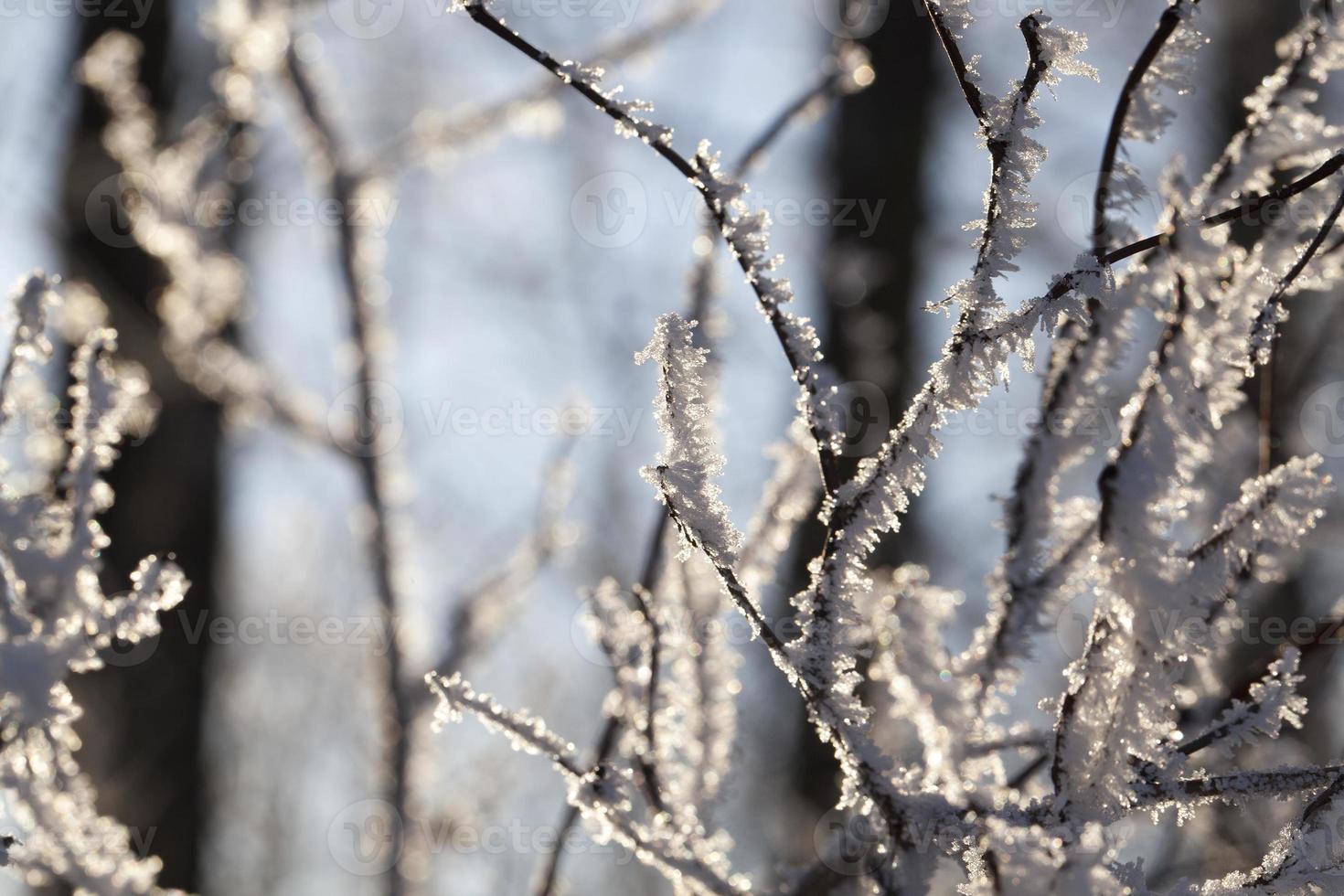 Winter time of the year photo