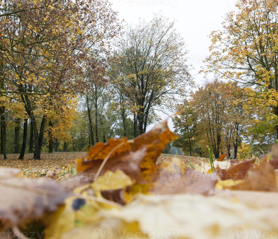 bosque de otoño, arces foto