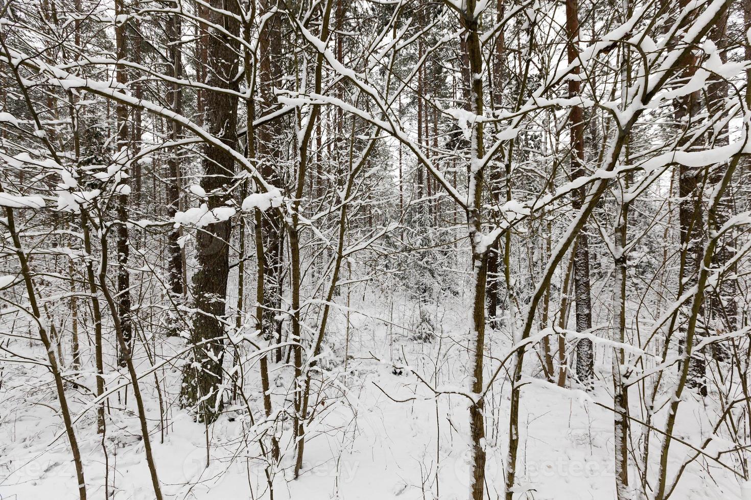 Winter landscape, snowfall photo