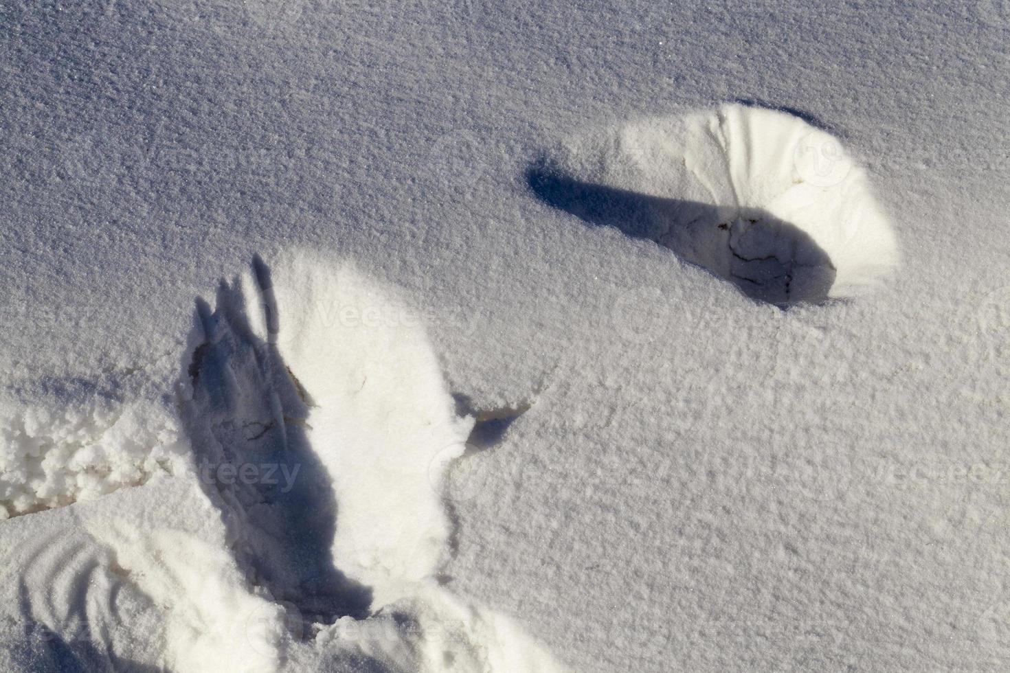 Snow in winter photo