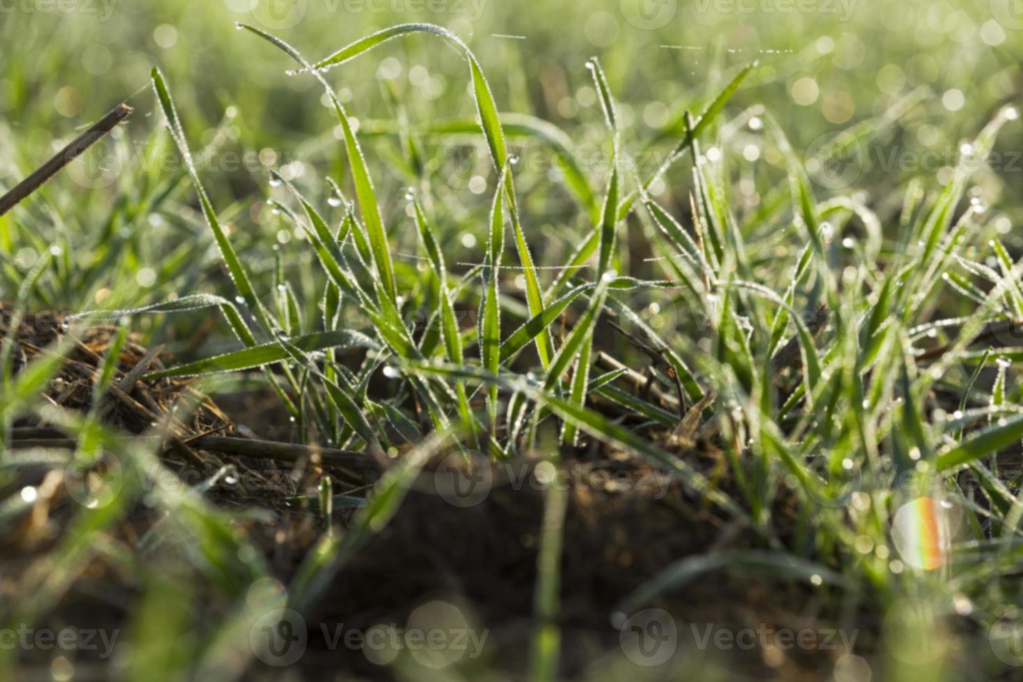 plantas de hierba jóvenes, primer plano foto