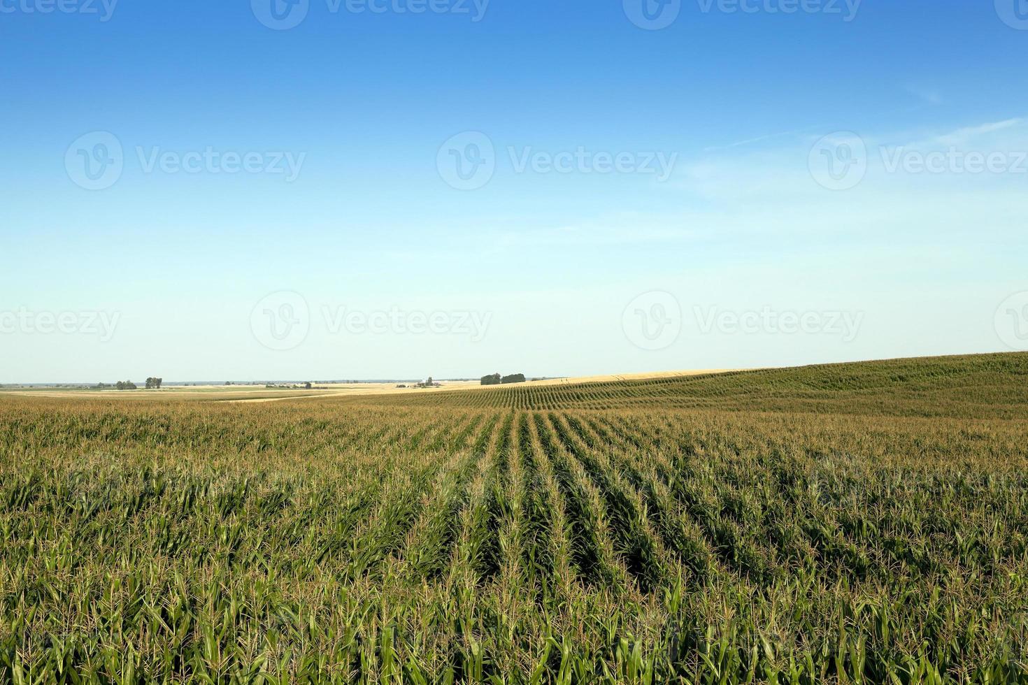 Field with corn photo