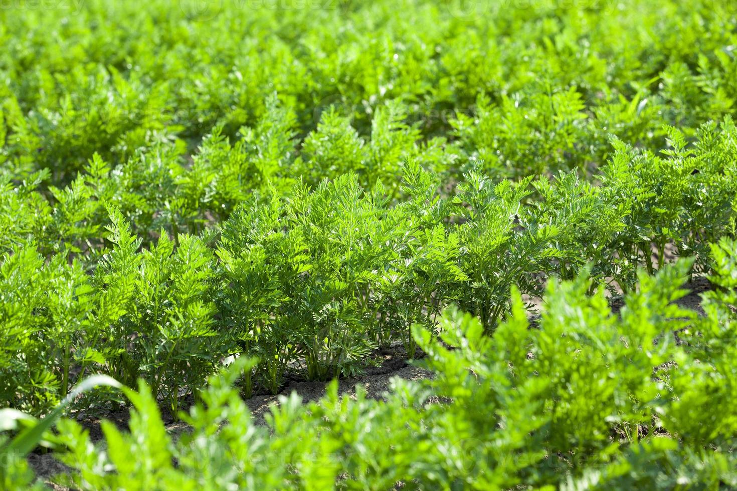 Field with carrot photo