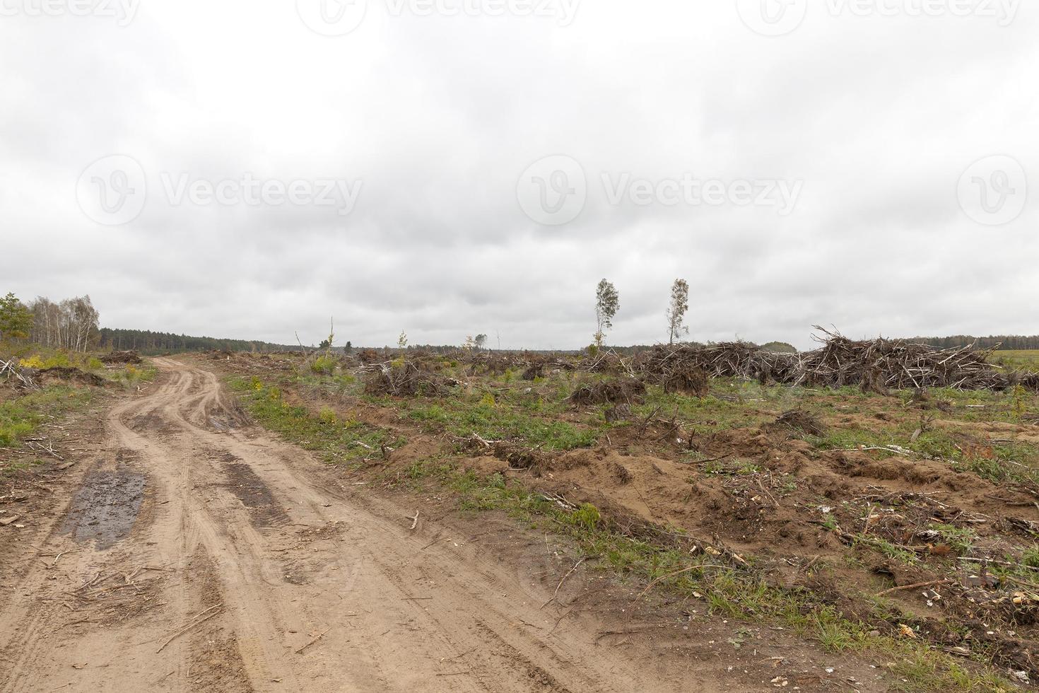 árboles después del huracán foto