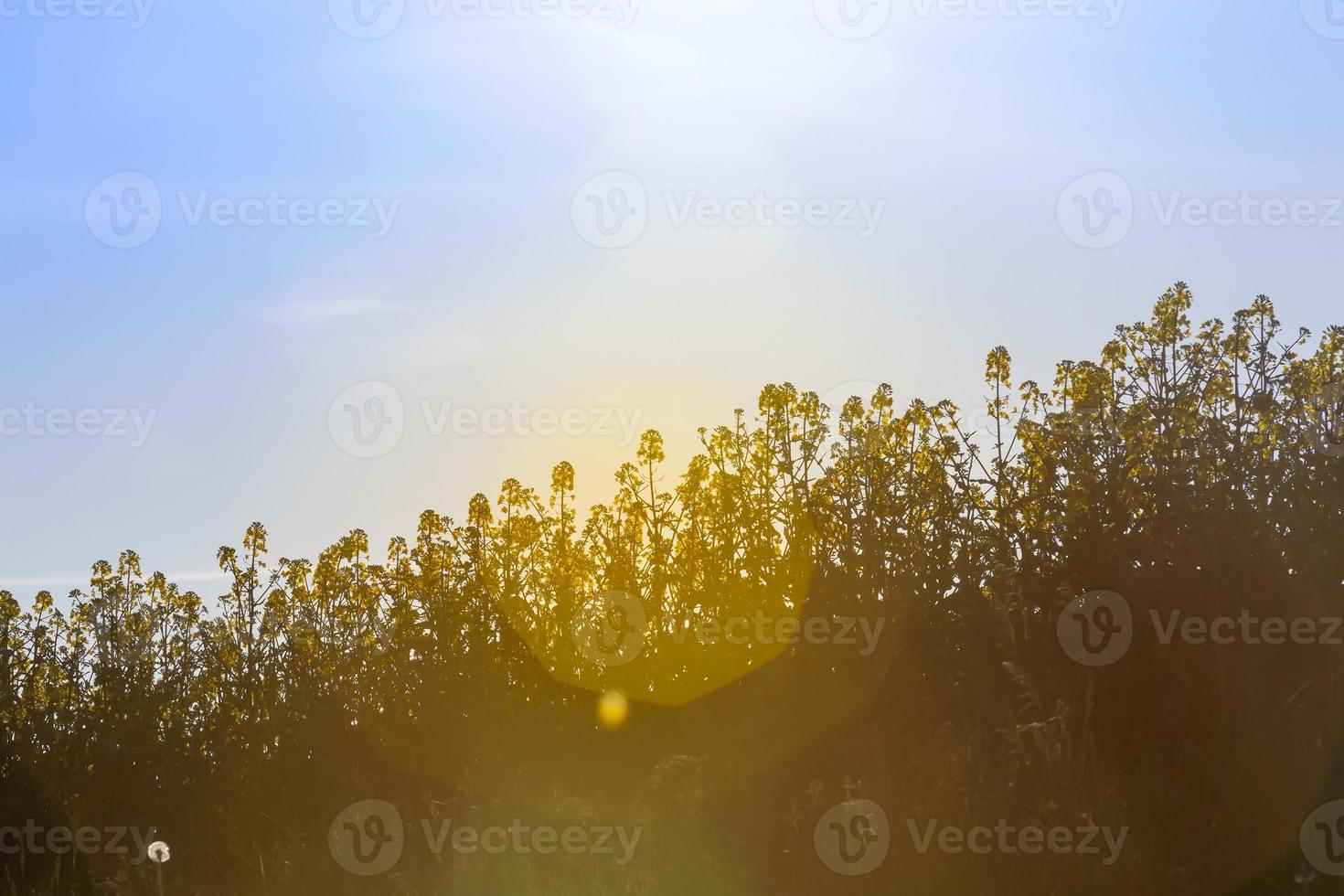 field of flowers photo