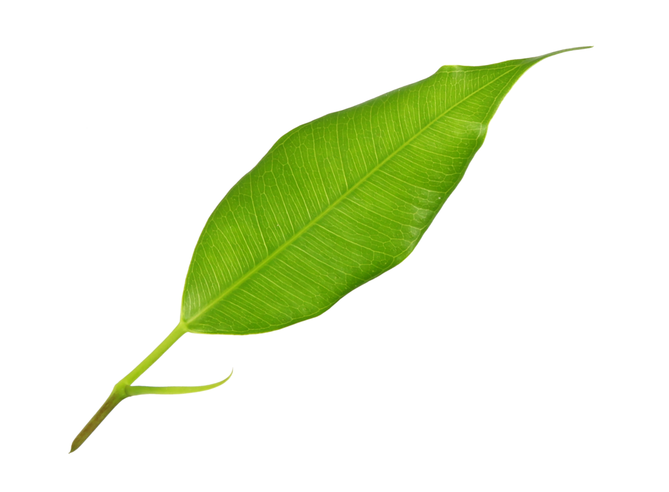 green leaf on transparent background png file