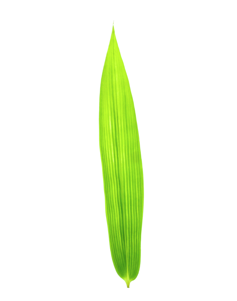 hoja de bambú en archivo png de fondo transparente