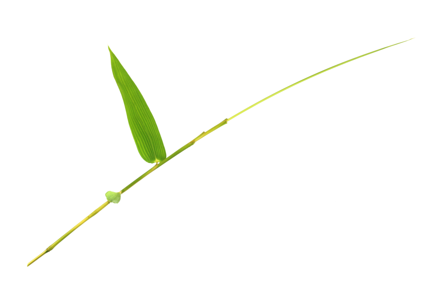 bambu blad isolerade på transparent bakgrund png-fil png