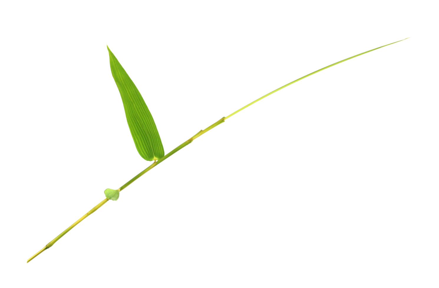 Bamboo leaves isolated on transparent background png file