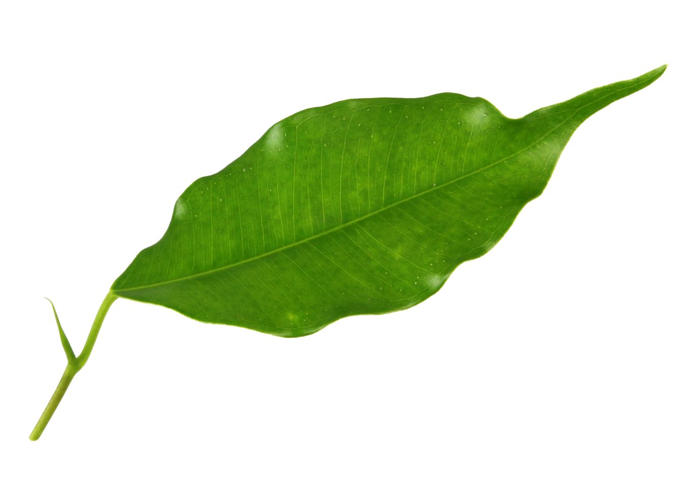 green leaf on transparent background png file