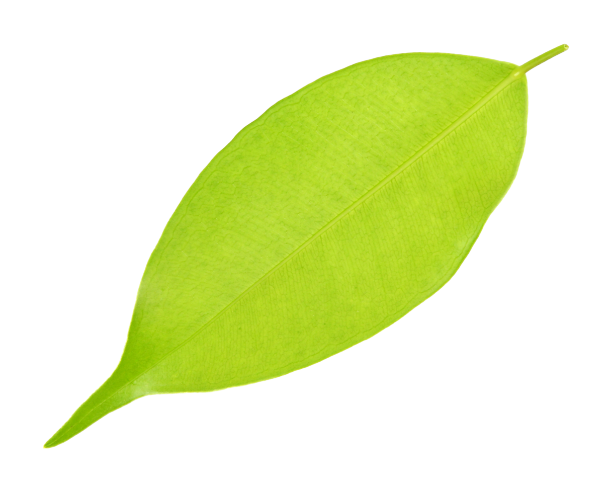 hoja verde sobre fondo transparente archivo png