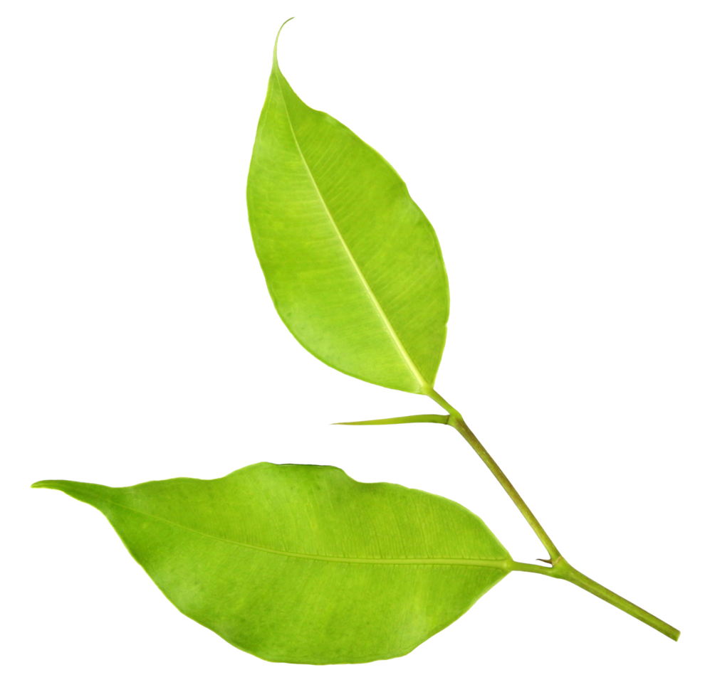 hoja verde en un archivo png blanco