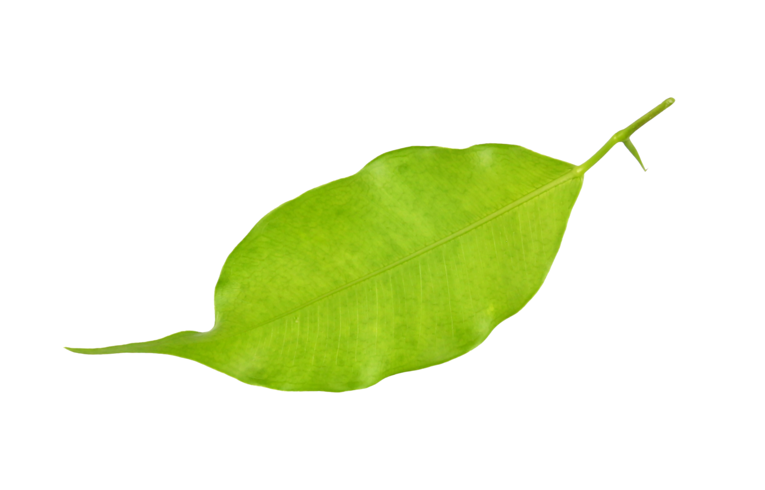 hoja verde sobre fondo transparente archivo png