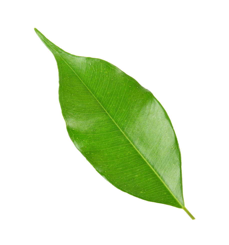 green leaf on transparent background png file