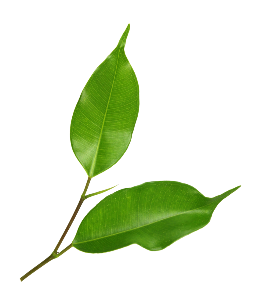 hoja verde sobre fondo transparente archivo png