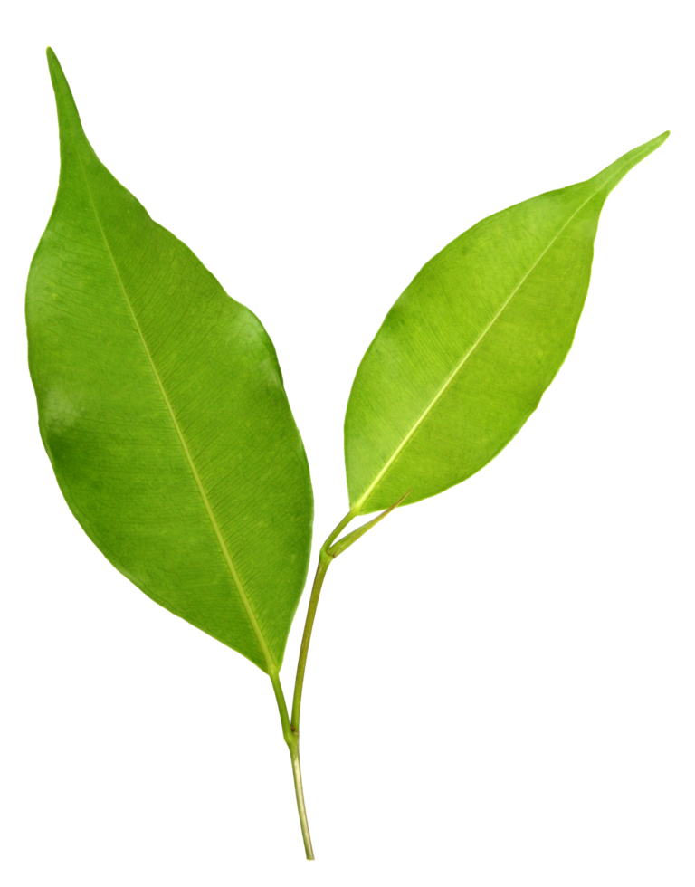 green leaf on transparent background png file