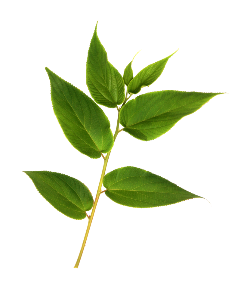 hoja verde sobre fondo transparente archivo png