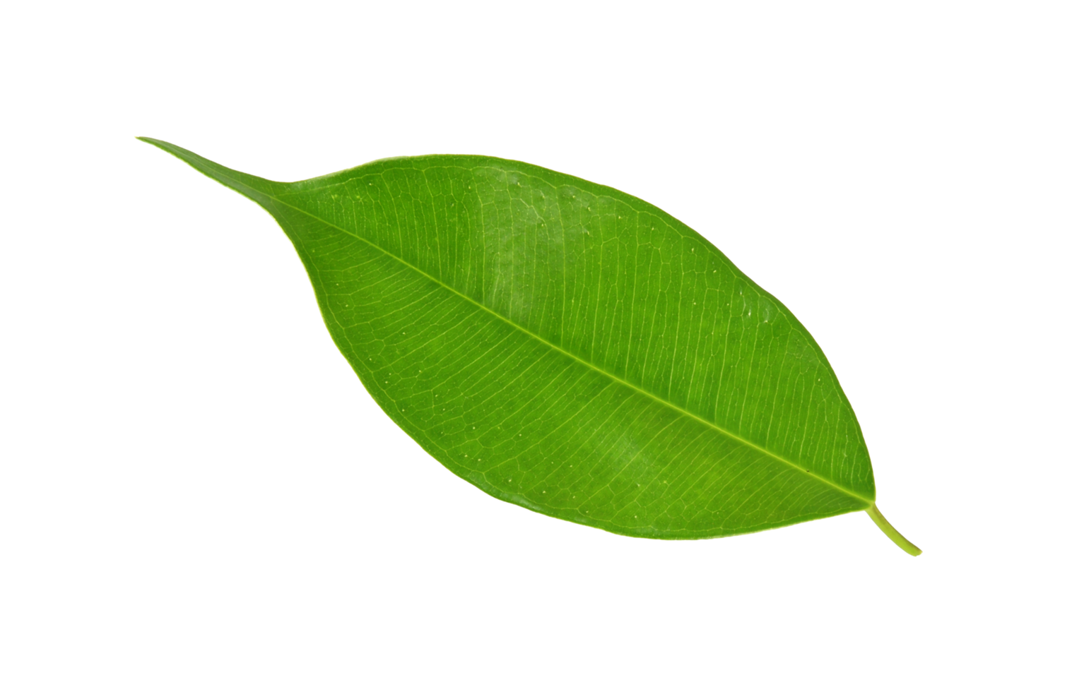 green leaf on transparent background png file