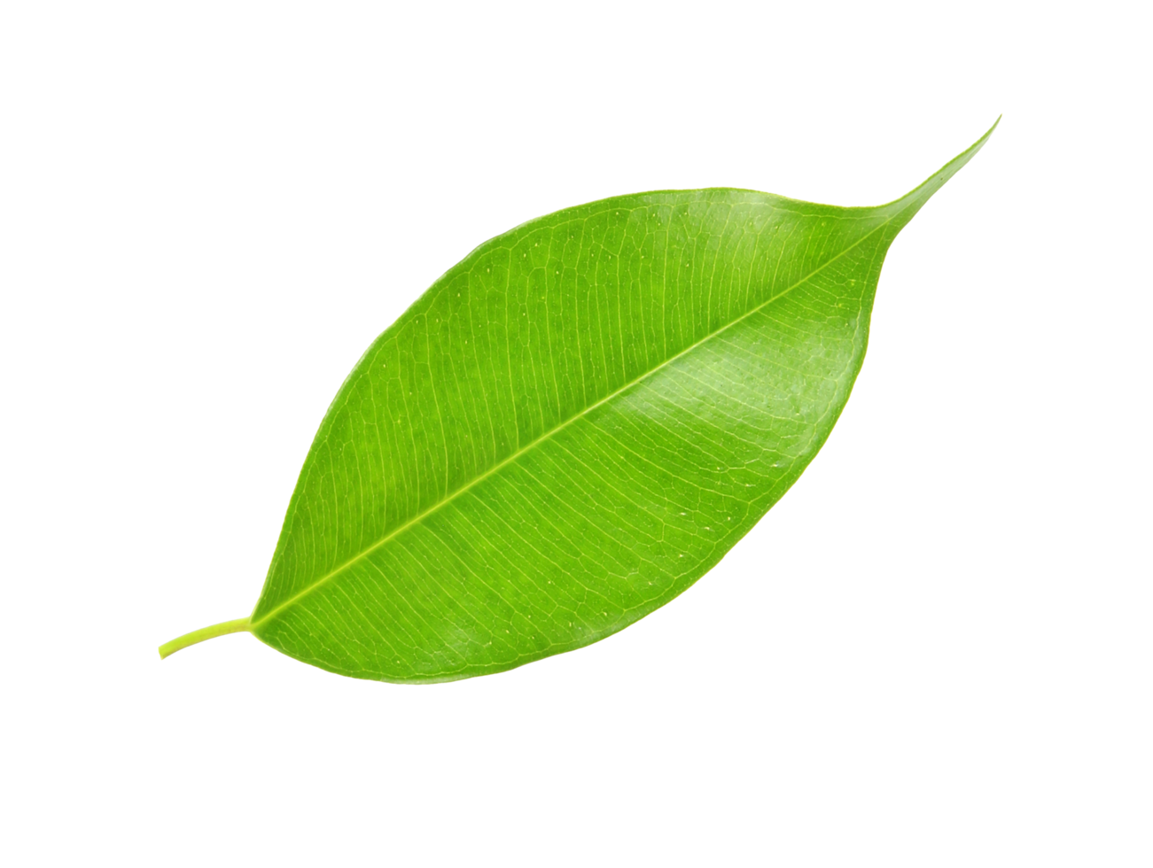 green leaf on transparent background png file