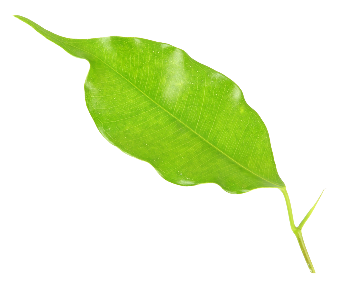 hoja verde sobre fondo transparente archivo png