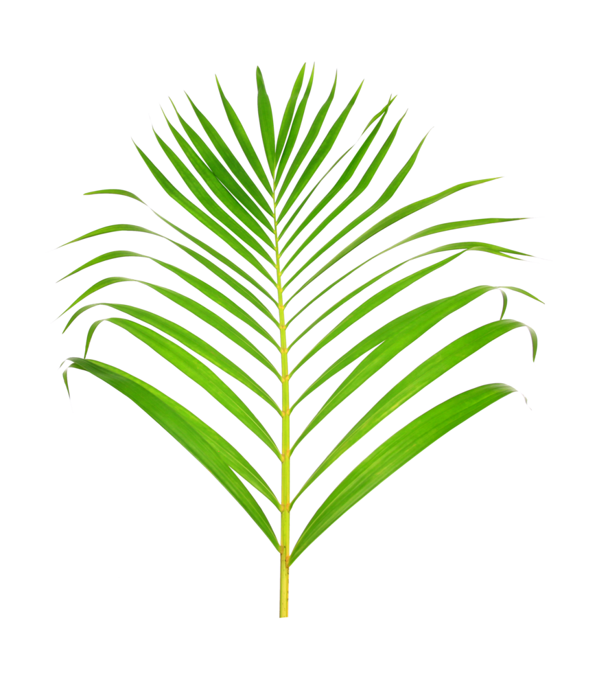 green leaf of palm tree on transparent background png file