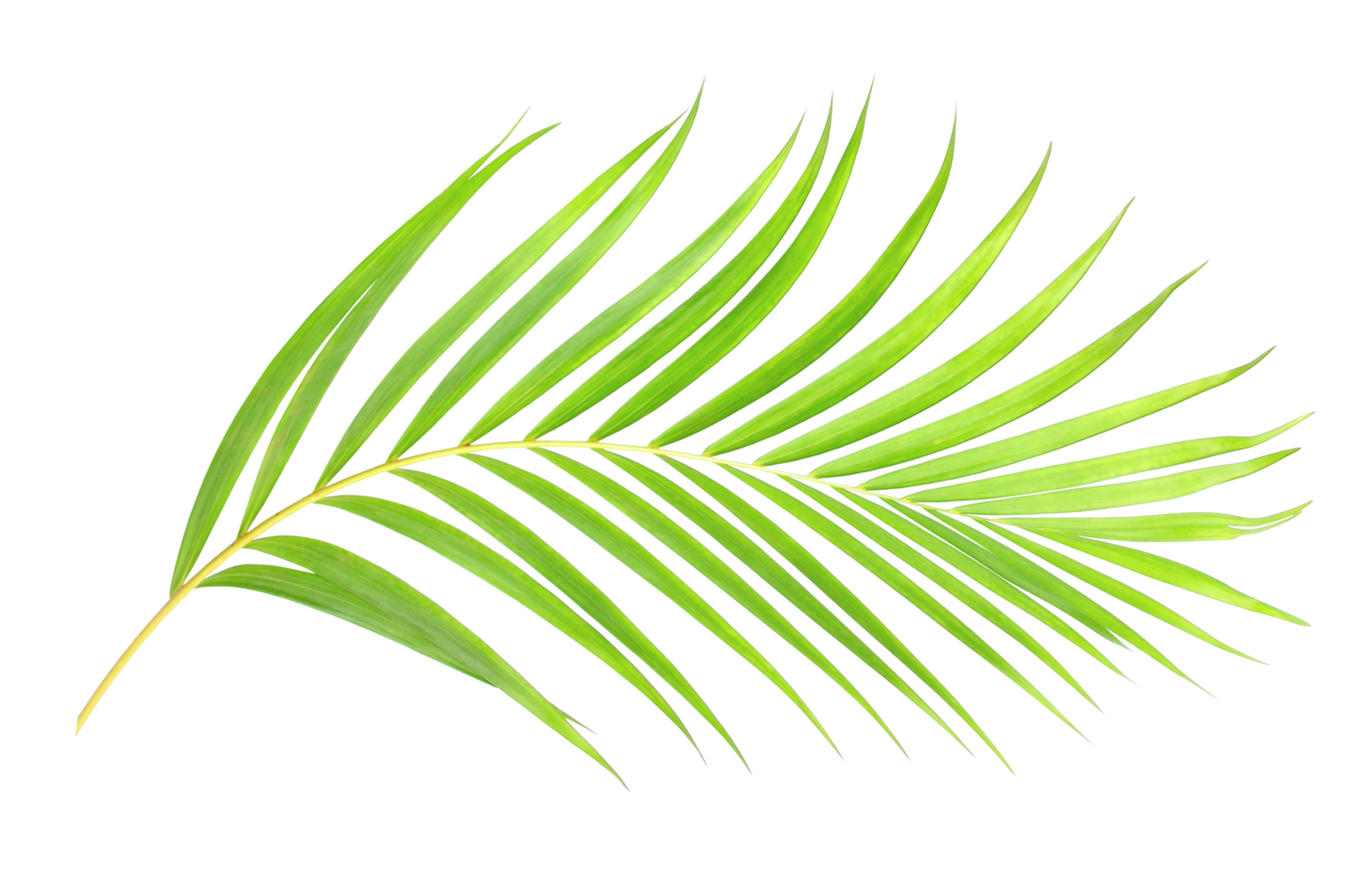 green leaf of palm tree on transparent background png file