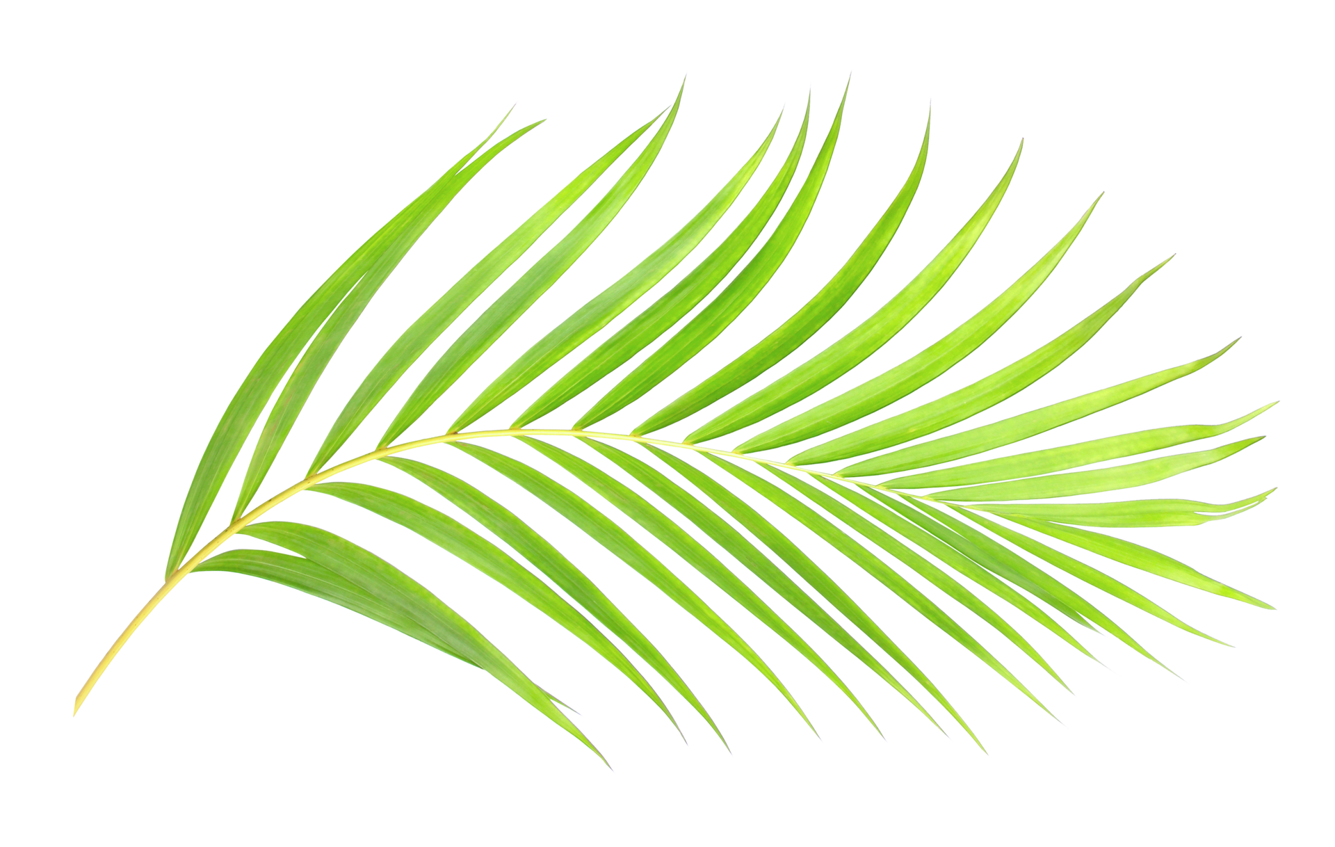 Top 98+ imagen palm leaf transparent background - thpthoangvanthu.edu.vn