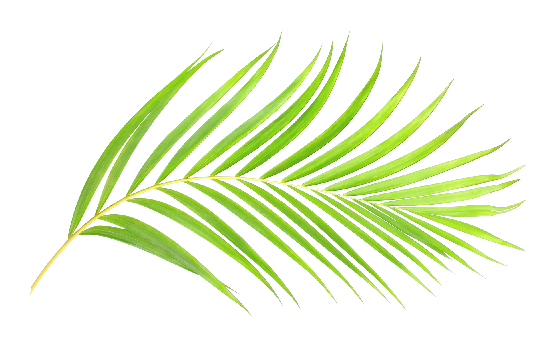 Hojas Palmera PNG para descargar gratis