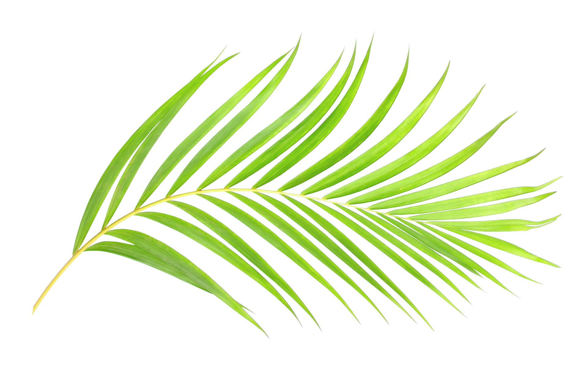 Hojas Palmera PNG Para Descargar Gratis