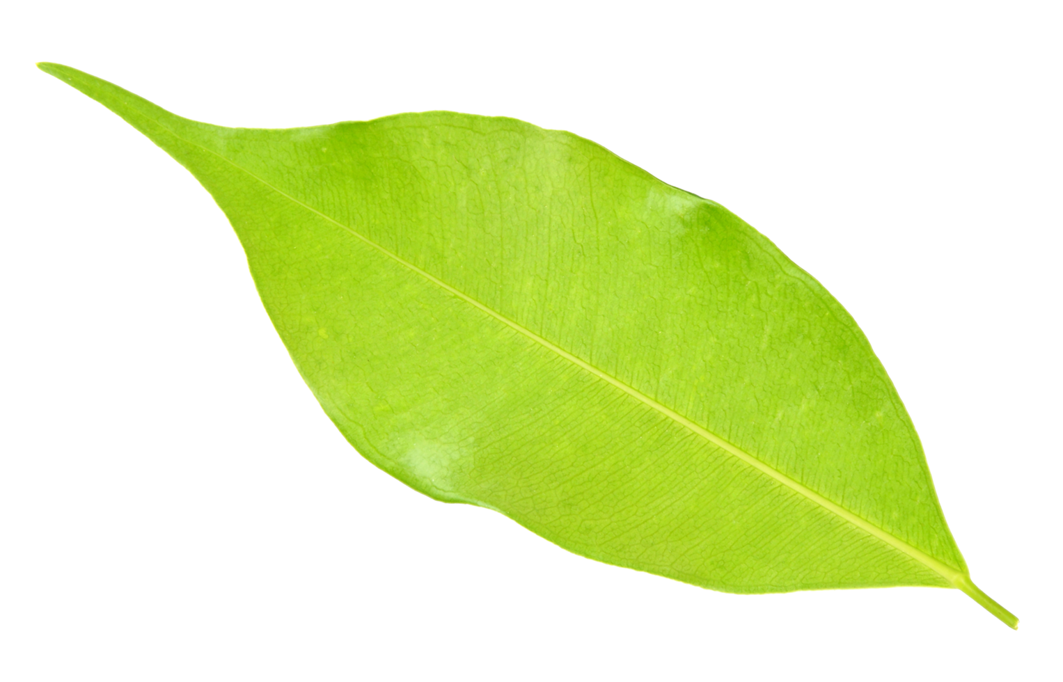 green leaf on transparent background png file