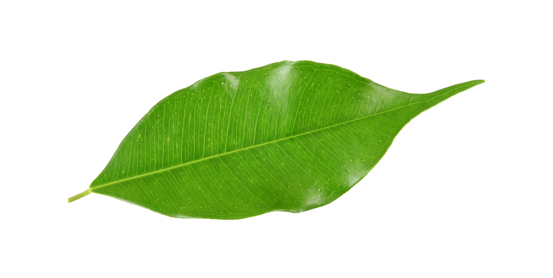 green leaf on transparent background png file