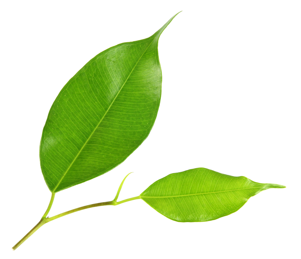 green leaf on transparent background png file