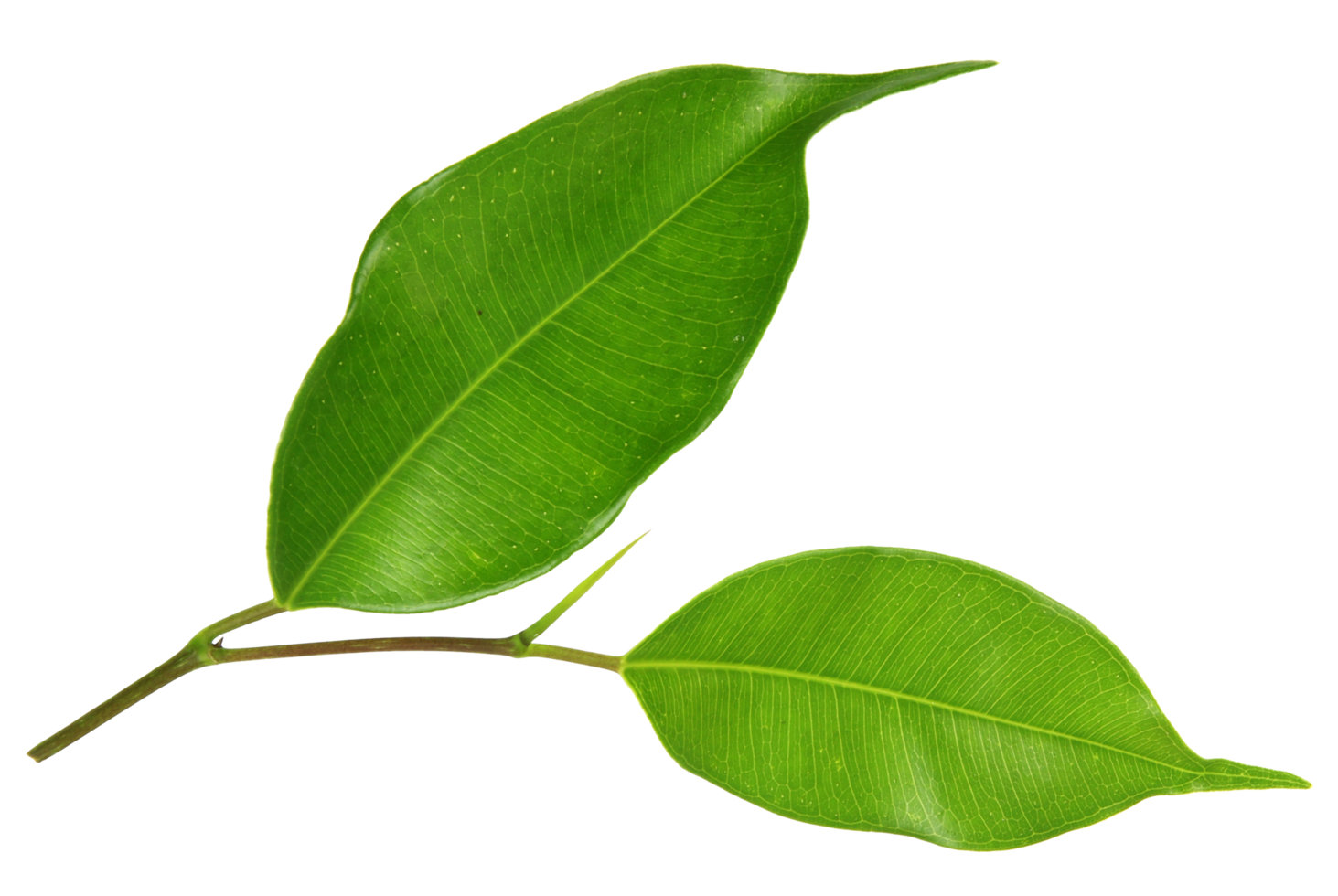 green leaf on transparent background png file