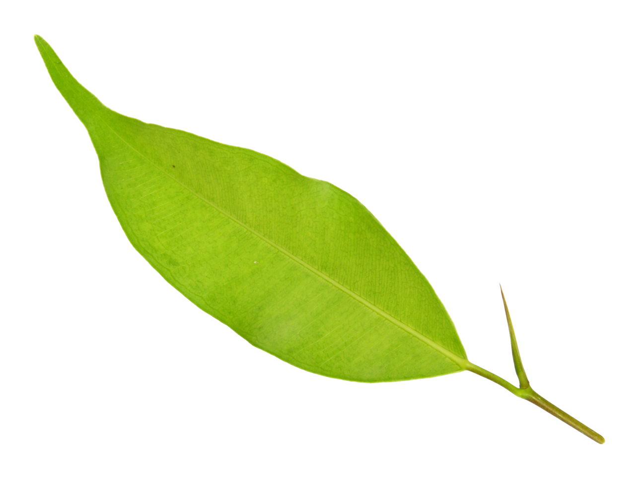 green leaf on transparent background png file