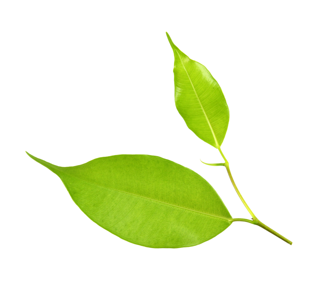 green leaf on transparent background png file