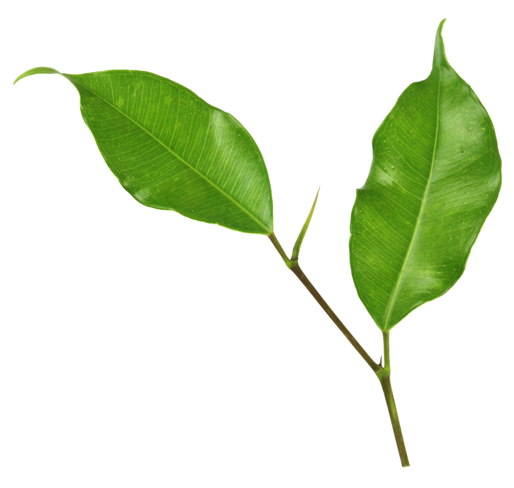 green leaf on transparent background png file