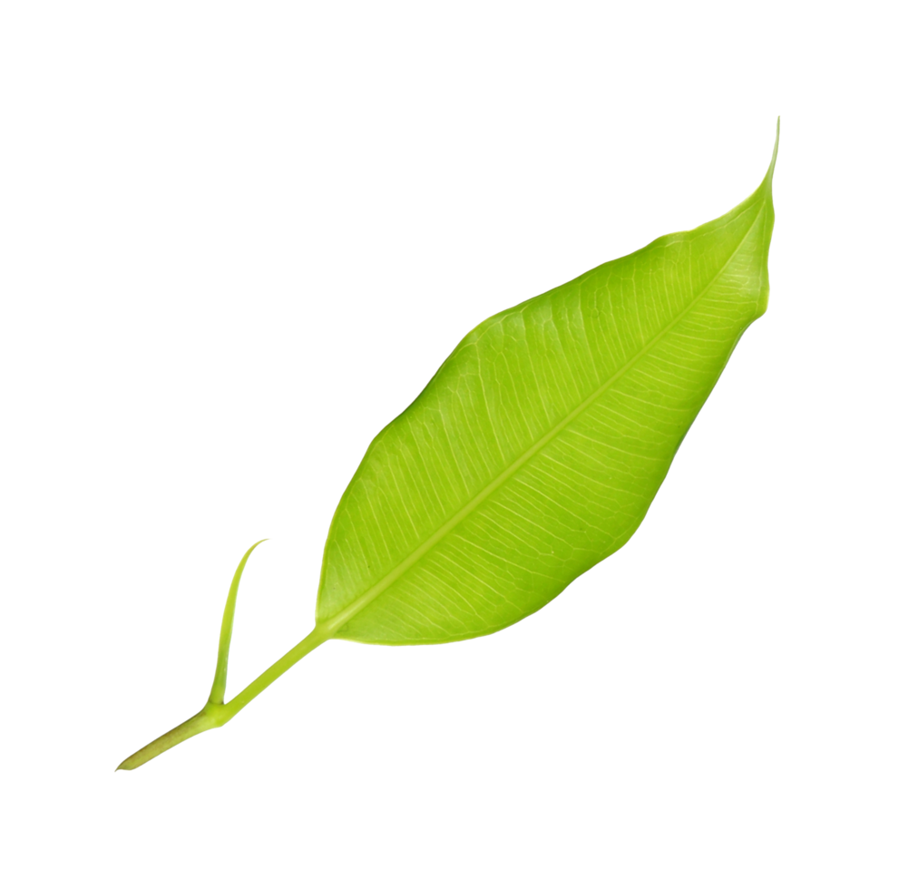 green leaf on transparent background png file