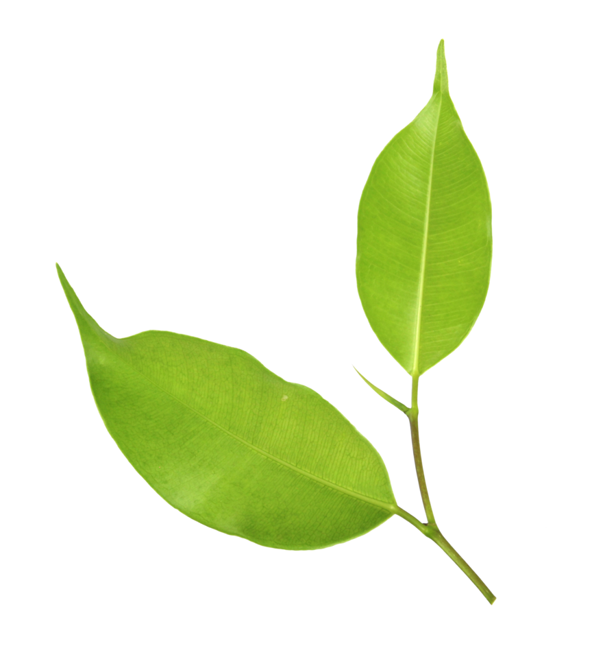 hoja verde sobre fondo transparente archivo png