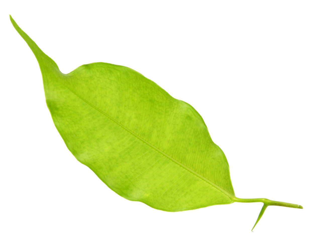 green leaf on transparent background png file