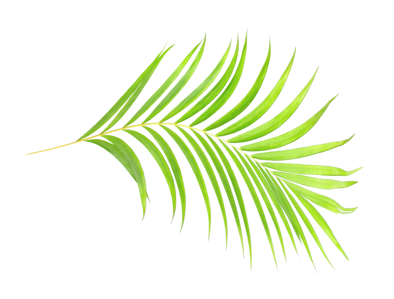 green leaf of palm tree on transparent background png file