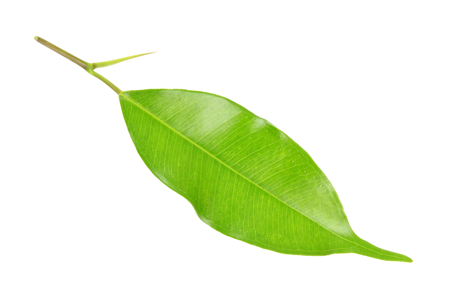 green leaf on transparent background png file